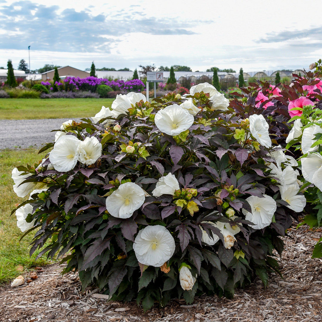 マーコ　クレイフラワー Rose Mallow | Summerific® 'Cookies and Cream' | Proven Winners