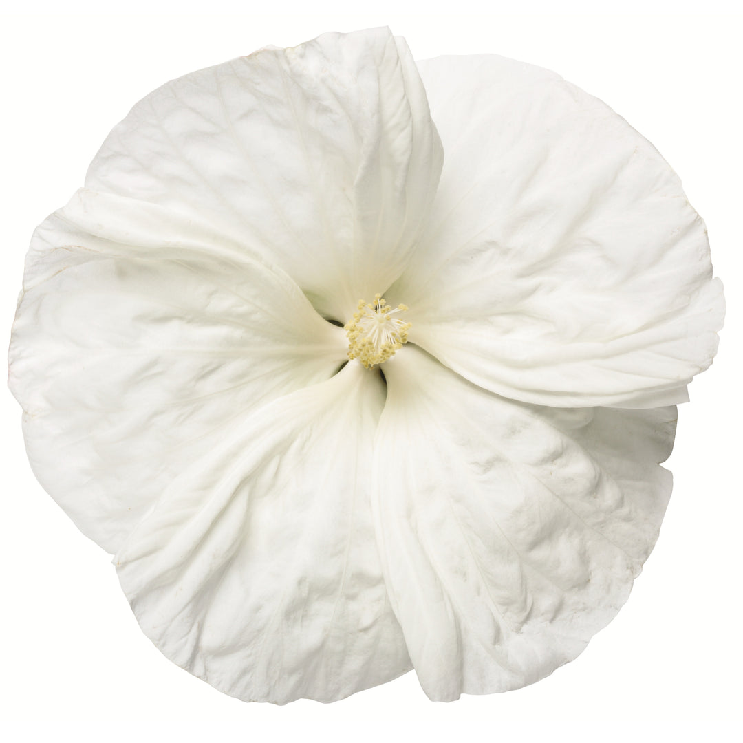 Rose Mallow | Summerific® 'Cookies and Cream' | Proven Winners