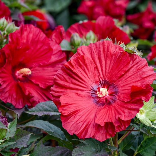 Summerific® 'Garnet Globes' Rose Mallow (Hibiscus hybrid) | Proven Winners® New Variety 2026
