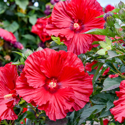 Summerific® 'Garnet Globes' Rose Mallow (Hibiscus hybrid) | Proven Winners® New Variety 2026
