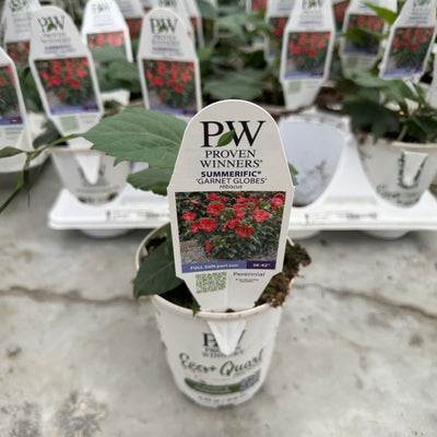 Summerific® 'Garnet Globes' Rose Mallow (Hibiscus hybrid) | Proven Winners® New Variety 2026