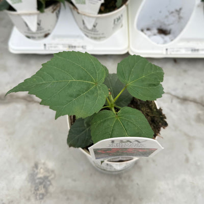 Summerific® 'Garnet Globes' Rose Mallow (Hibiscus hybrid) | Proven Winners® New Variety 2026