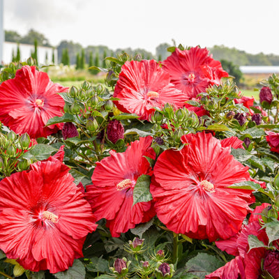 Summerific® 'Garnet Globes' Rose Mallow (Hibiscus hybrid) | Proven Winners® New Variety 2026