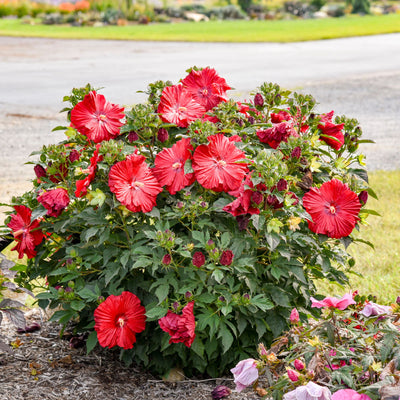 Summerific® 'Garnet Globes' Rose Mallow (Hibiscus hybrid) | Proven Winners® New Variety 2026