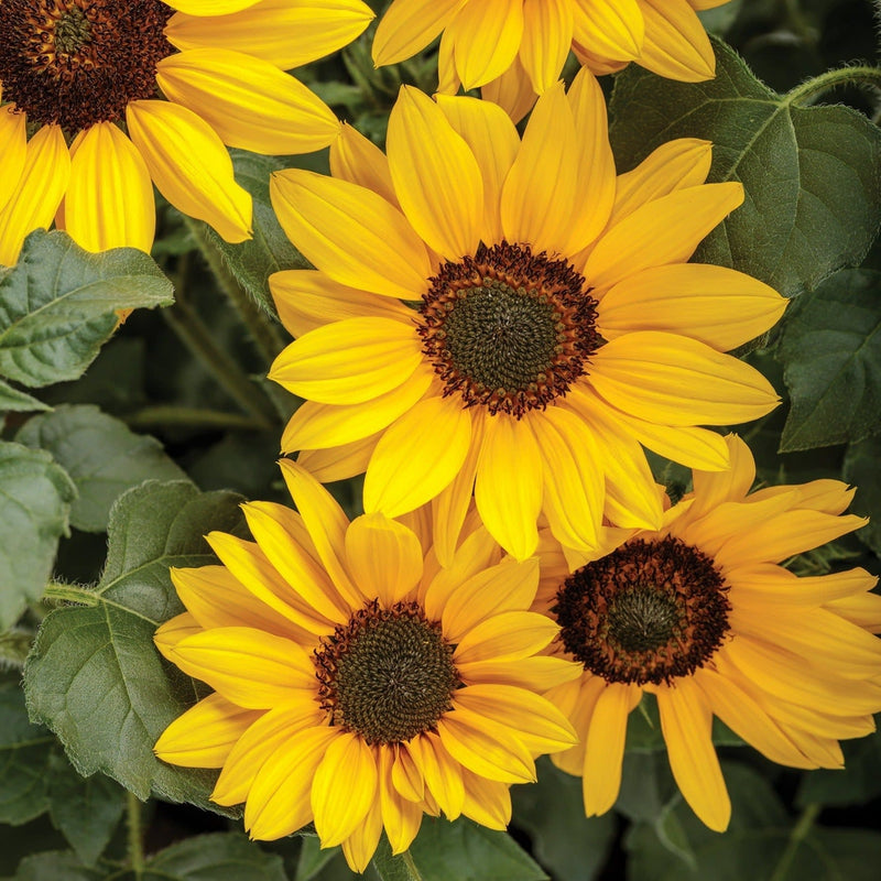 Suncredible Yellow Sunflower up close.