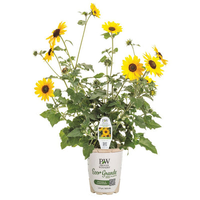 Suncredible® Yellow Sunflower (Helianthus hybrid)