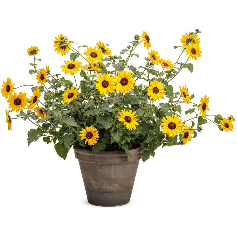 Suncredible® Yellow Sunflower (Helianthus hybrid)