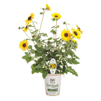 Suncredible® Yellow Sunflower (Helianthus hybrid)