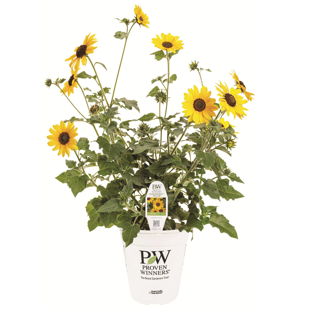 Limited Edition Royale™ | Suncredible® Yellow Sunflower (Helianthus hybrid)
