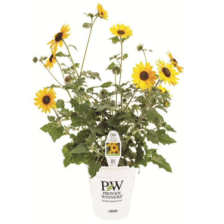 Limited Edition Royale™ | Suncredible® Yellow Sunflower (Helianthus hybrid)