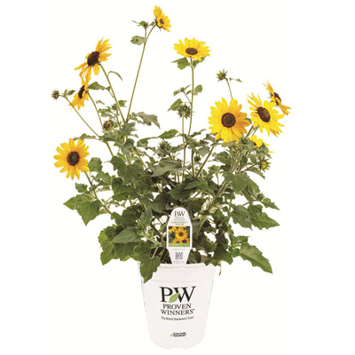 Limited Edition Royale | Suncredible® Yellow Sunflower (Helianthus hybrid)