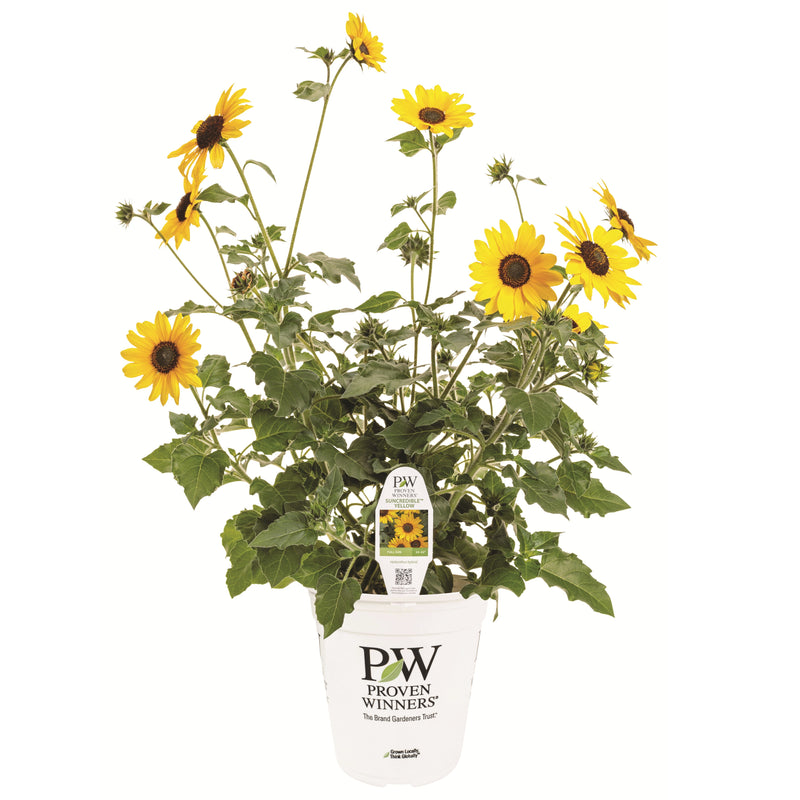 Limited Edition Royale | Suncredible® Yellow Sunflower (Helianthus hybrid)