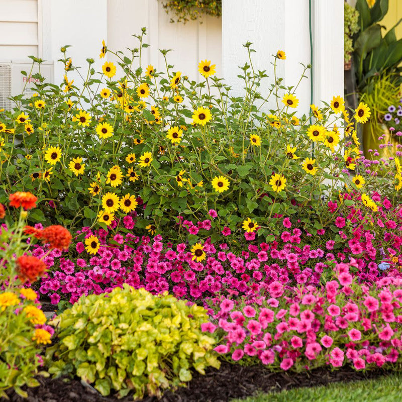 Suncredible® Yellow Sunflower (Helianthus hybrid)