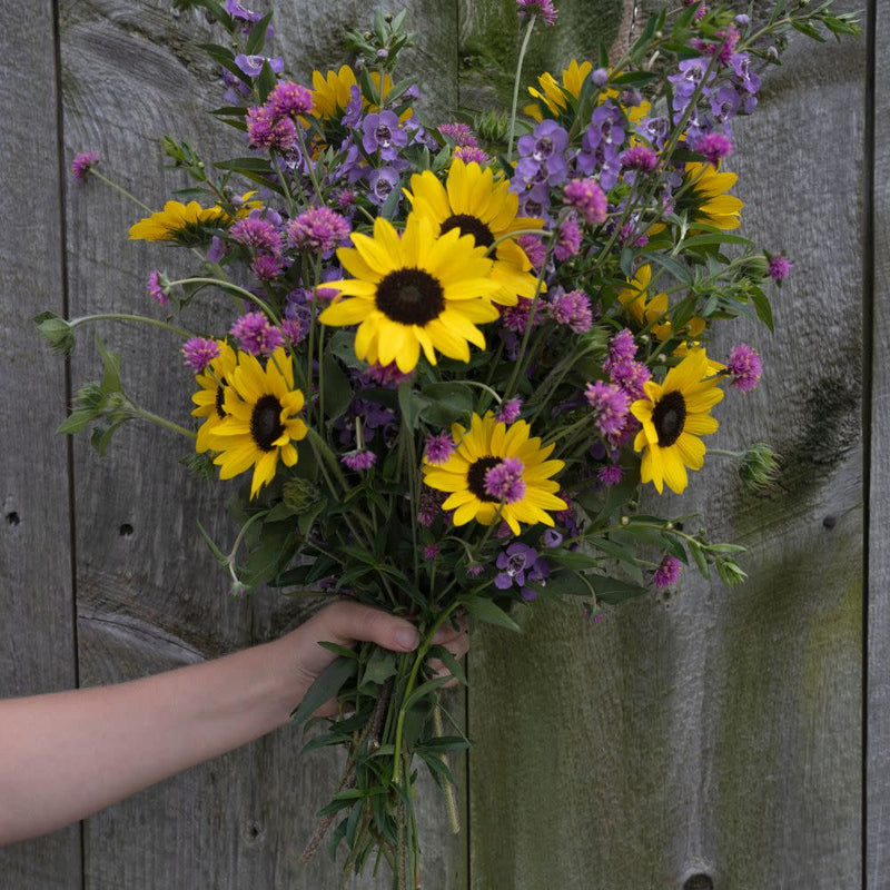 Suncredible® Yellow Sunflower (Helianthus hybrid)