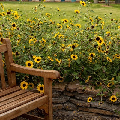 Suncredible Yellow Sunflower in use.