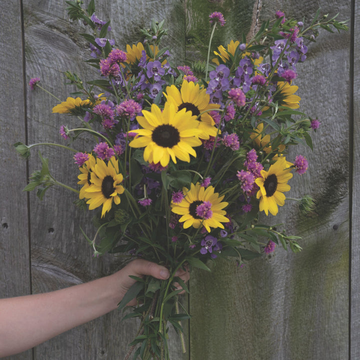 Sunflower サイズ48 ウィンターコート　ours 深水　ローズ Twin-Blossom Half Pink, Half Blue Sunflower - Plantwink
