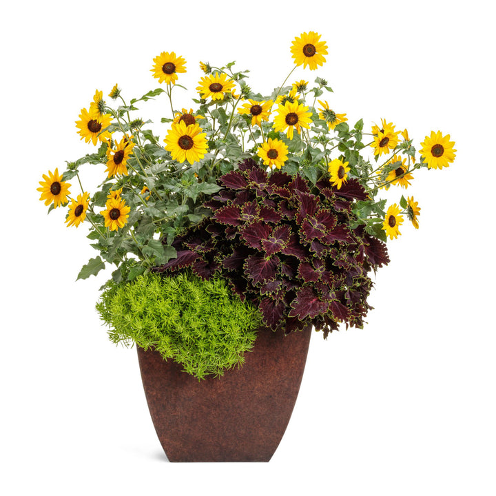 Sunflower | Suncredible® Yellow | Proven Winners® Annuals – Proven