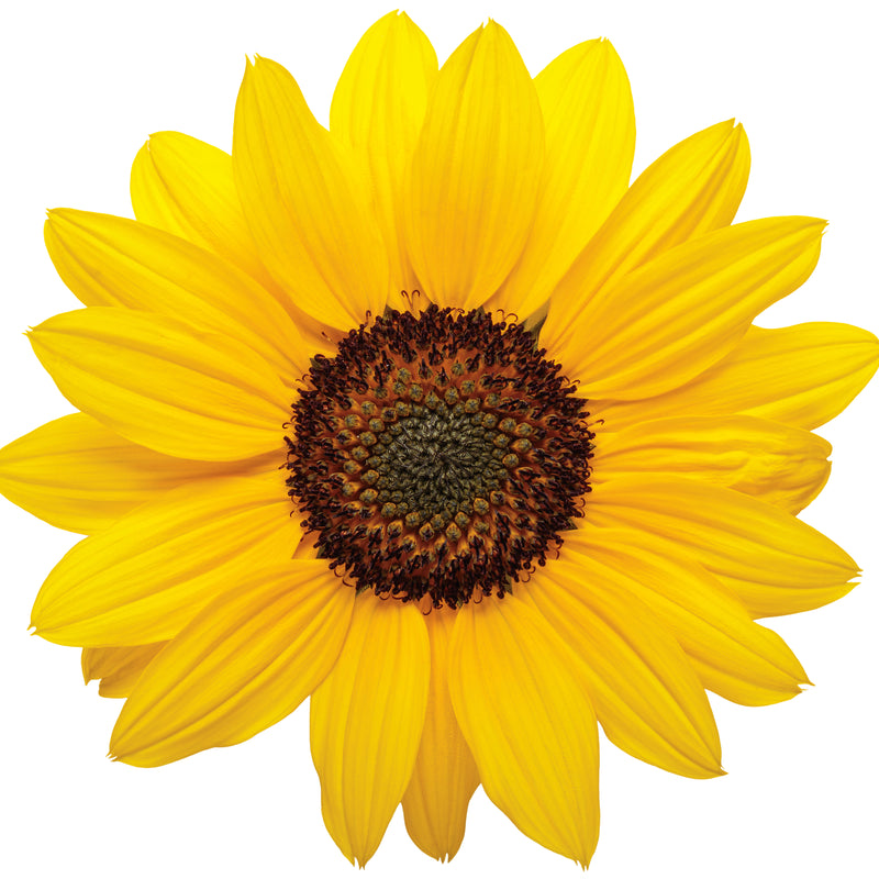 Limited Edition Royale | Suncredible® Yellow Sunflower (Helianthus hybrid)