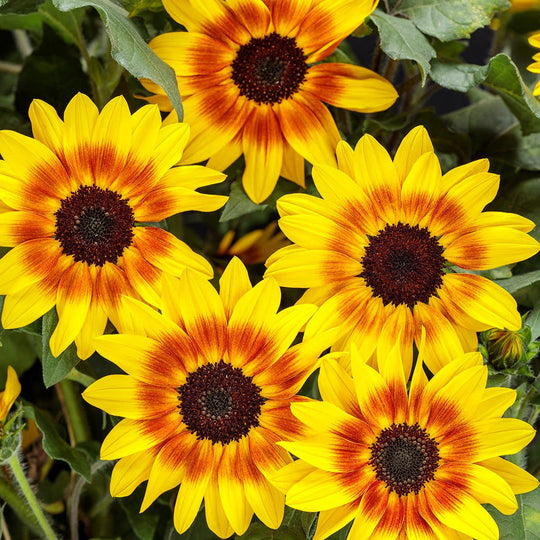 Suncredible® Saturn™ Sunflower (Helianthus hybrid)