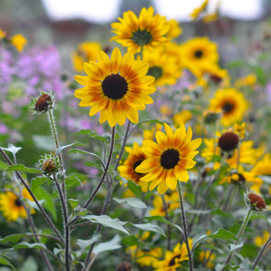 Suncredible® Saturn™ Sunflower (Helianthus hybrid)