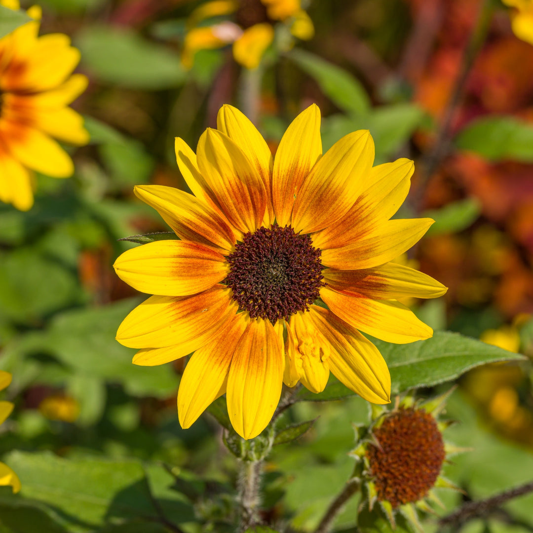 Sunflower | Suncredible® Saturn™ | Proven Winners® Annuals