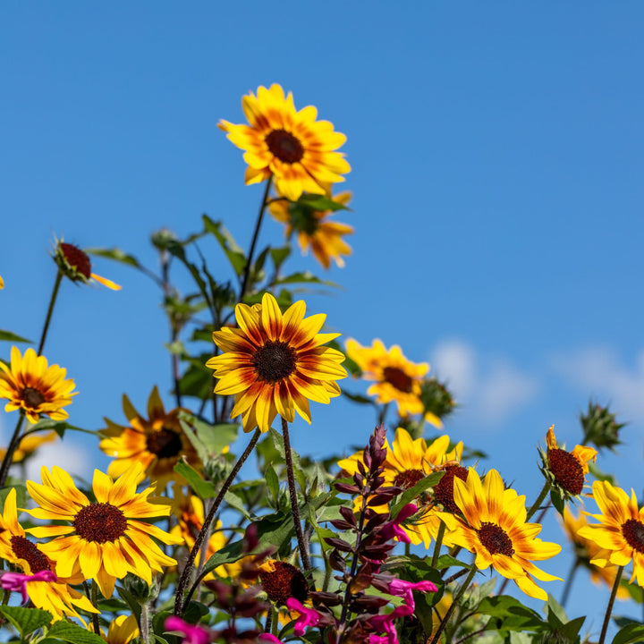 Suncredible® Saturn™ Sunflower (Helianthus hybrid)