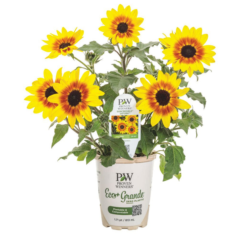 Suncredible® Saturn™ Sunflower (Helianthus hybrid)