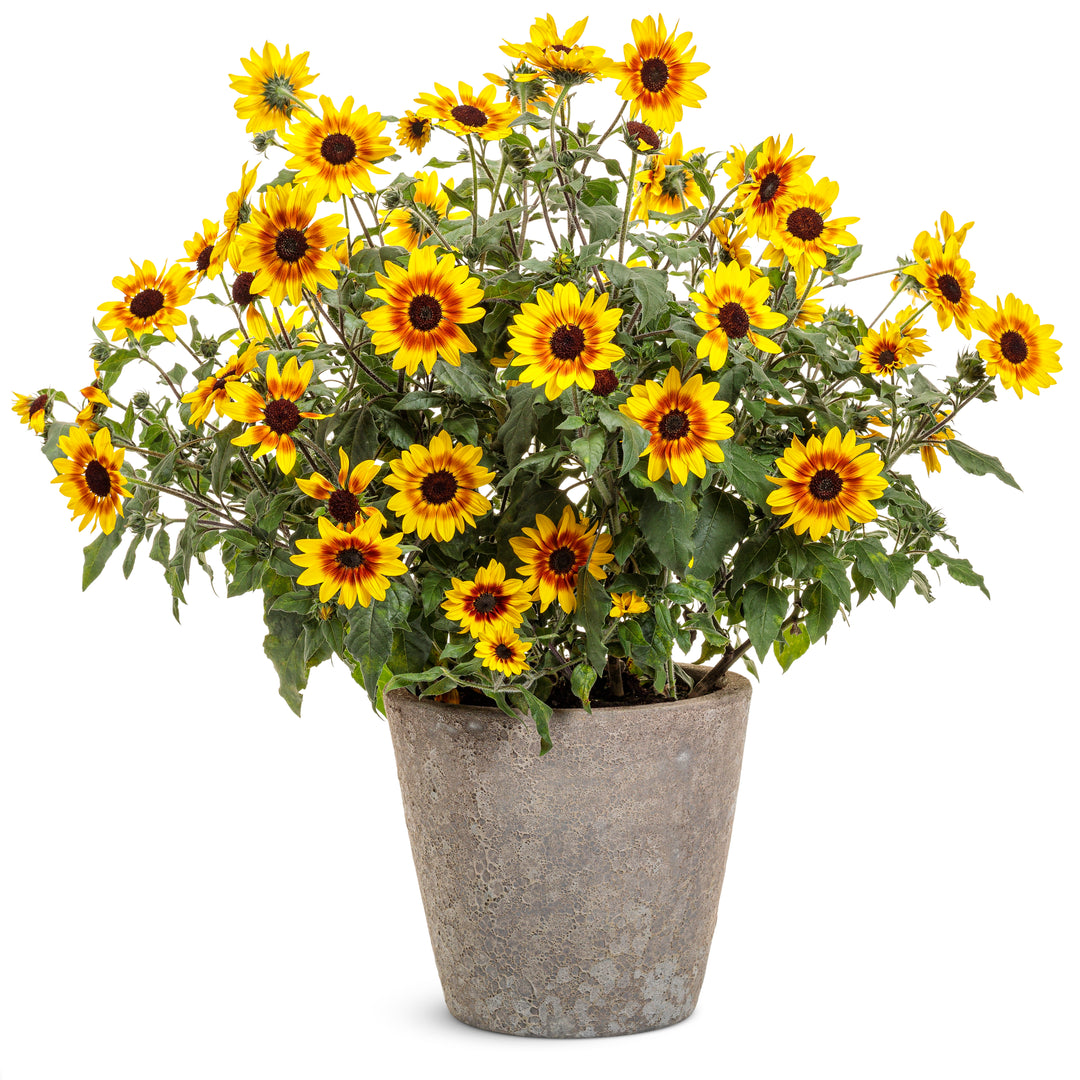 Sunflower | Suncredible® Saturn™ | Proven Winners® Annuals