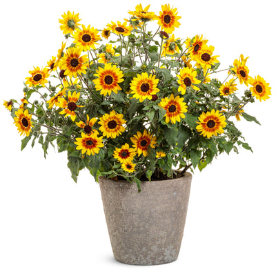 Limited Edition Royale | Suncredible® Saturn™ Sunflower (Helianthus hybrid)