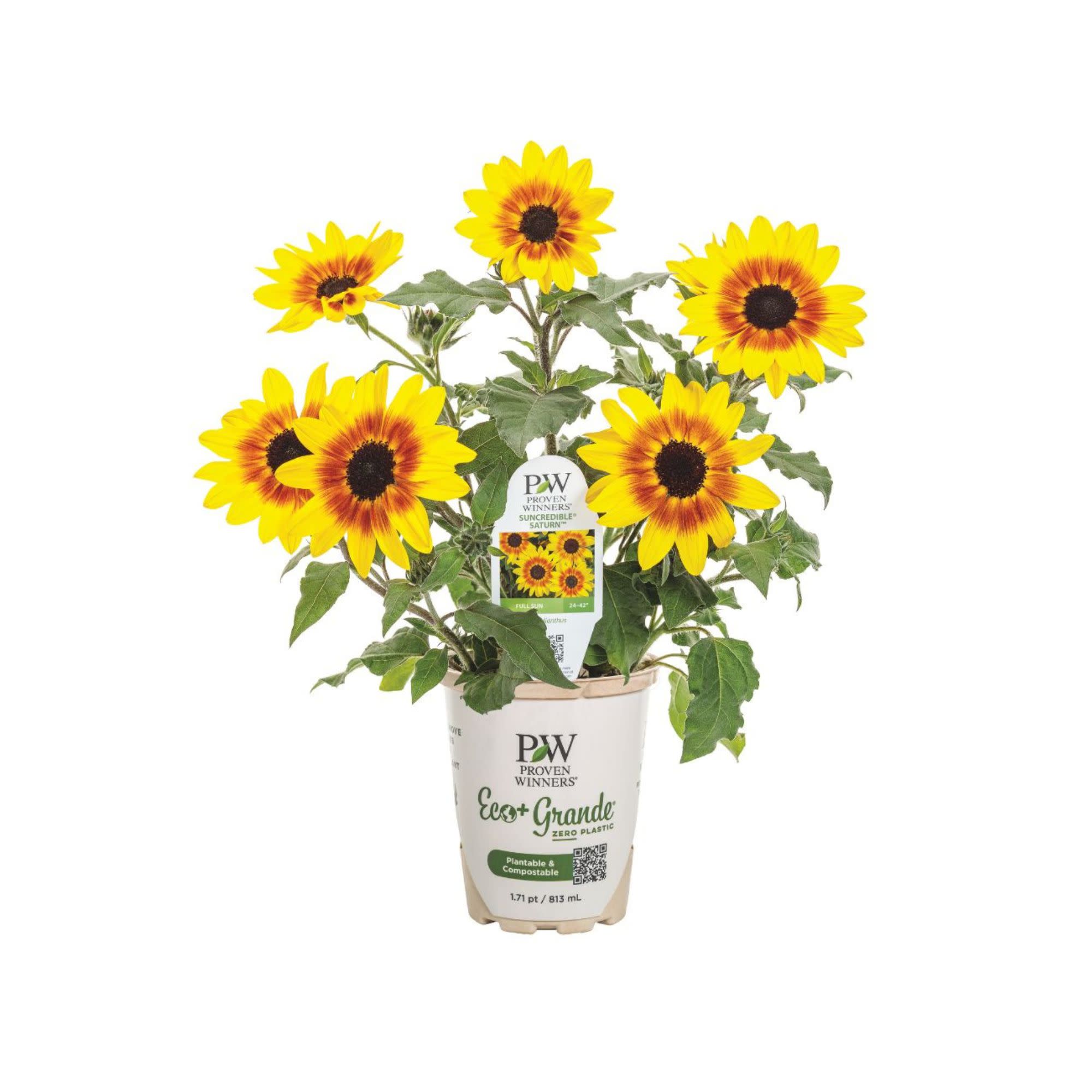 Sunflower | Suncredible® Saturn™ | Proven Winners® Annuals