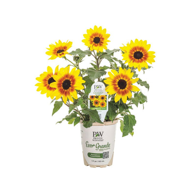 Suncredible® Saturn™ Sunflower (Helianthus hybrid)