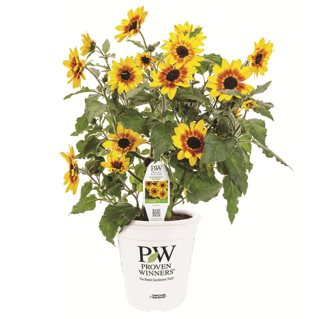 Sunflower | Royale Suncredible® Saturn™ | Proven Winners® Annuals