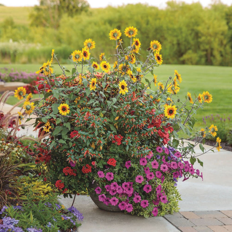 Suncredible® Saturn™ Sunflower (Helianthus hybrid)