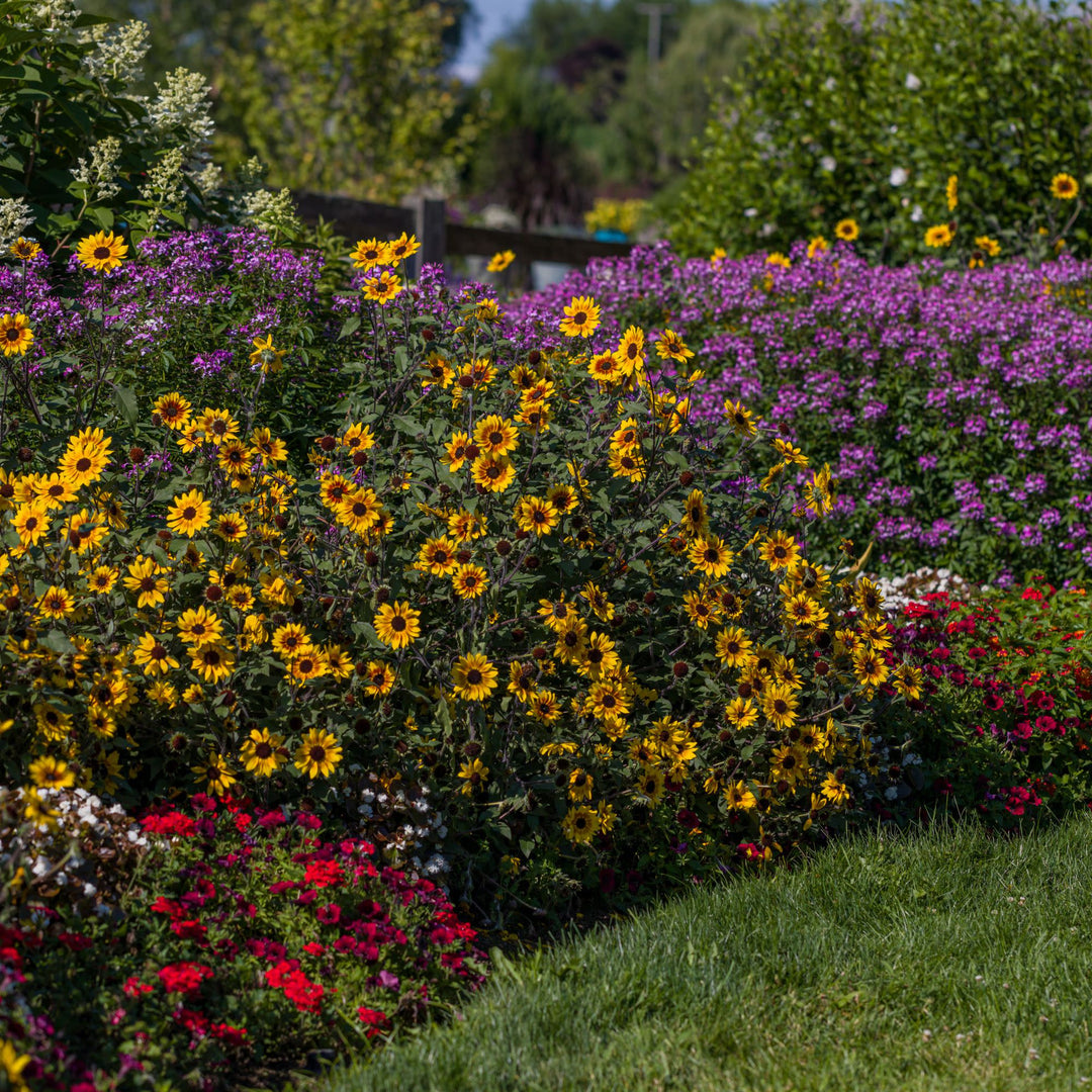 Sunflower | Royale Suncredible® Saturn™ | Proven Winners® Annuals
