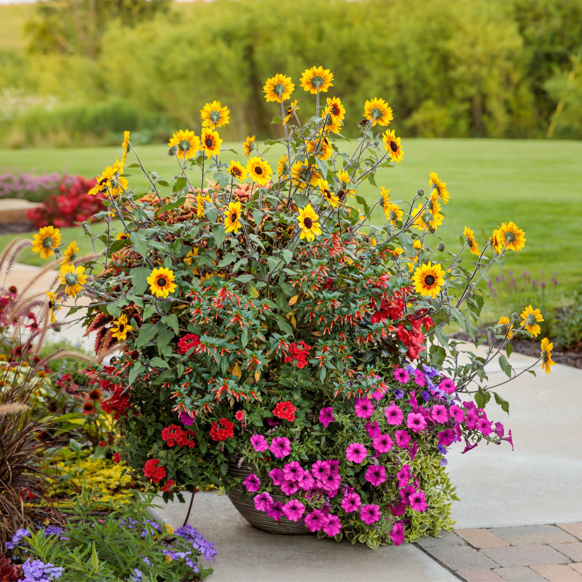 Sunflower | Royale Suncredible® Saturn™ | Proven Winners® Annuals