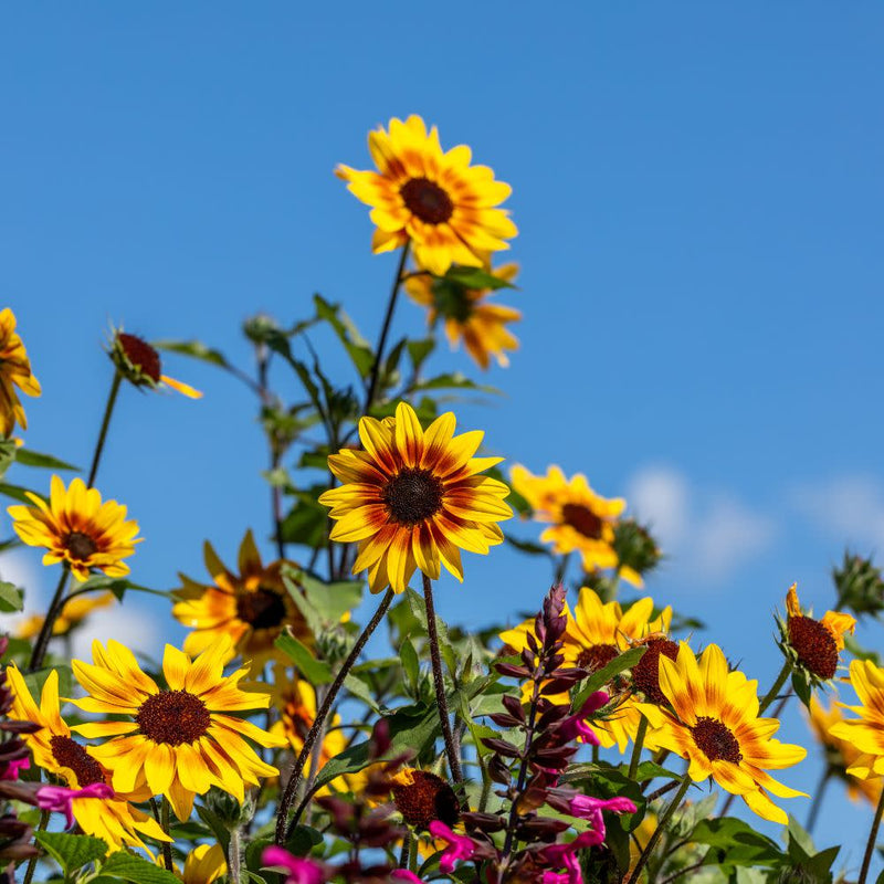 Suncredible® Saturn™ Sunflower (Helianthus hybrid)