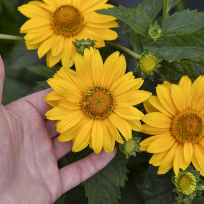 'Tuscan Sun' False Sunflower up close.