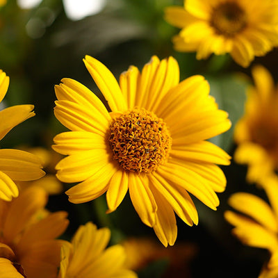 'Tuscan Sun' False Sunflower up close.