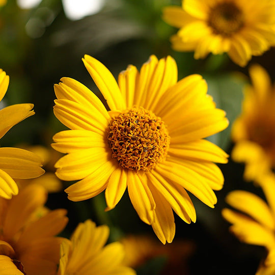 'Tuscan Sun' False Sunflower (Heliopsis helianthoides)