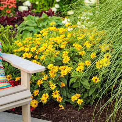 'Tuscan Sun' False Sunflower (Heliopsis helianthoides)