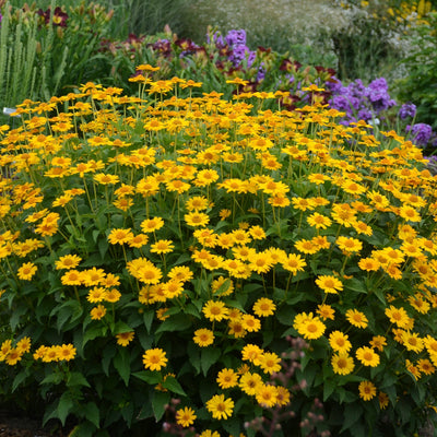 'Tuscan Sun' False Sunflower in use.