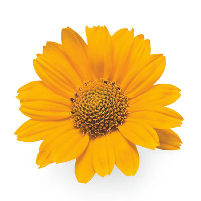 'Tuscan Sun' False Sunflower (Heliopsis helianthoides)