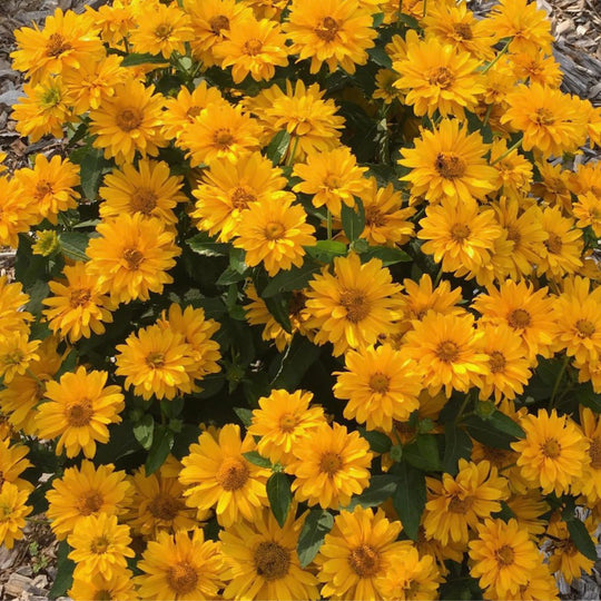 Athena Gold™ False Sunflower (Heliopsis helianthoides) | Proven Winners® New Variety 2026