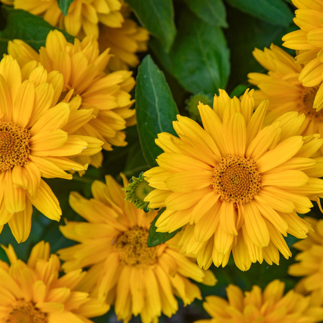 Athena Gold™ False Sunflower (Heliopsis helianthoides) | Proven Winners® New Variety 2026
