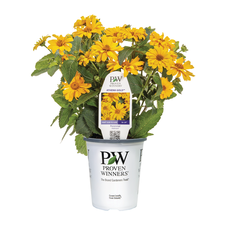 Athena Gold™ False Sunflower (Heliopsis helianthoides) | Proven Winners® New Variety 2026