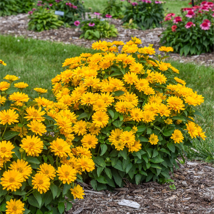 Athena Gold™ False Sunflower (Heliopsis helianthoides) | Proven Winners® New Variety 2026