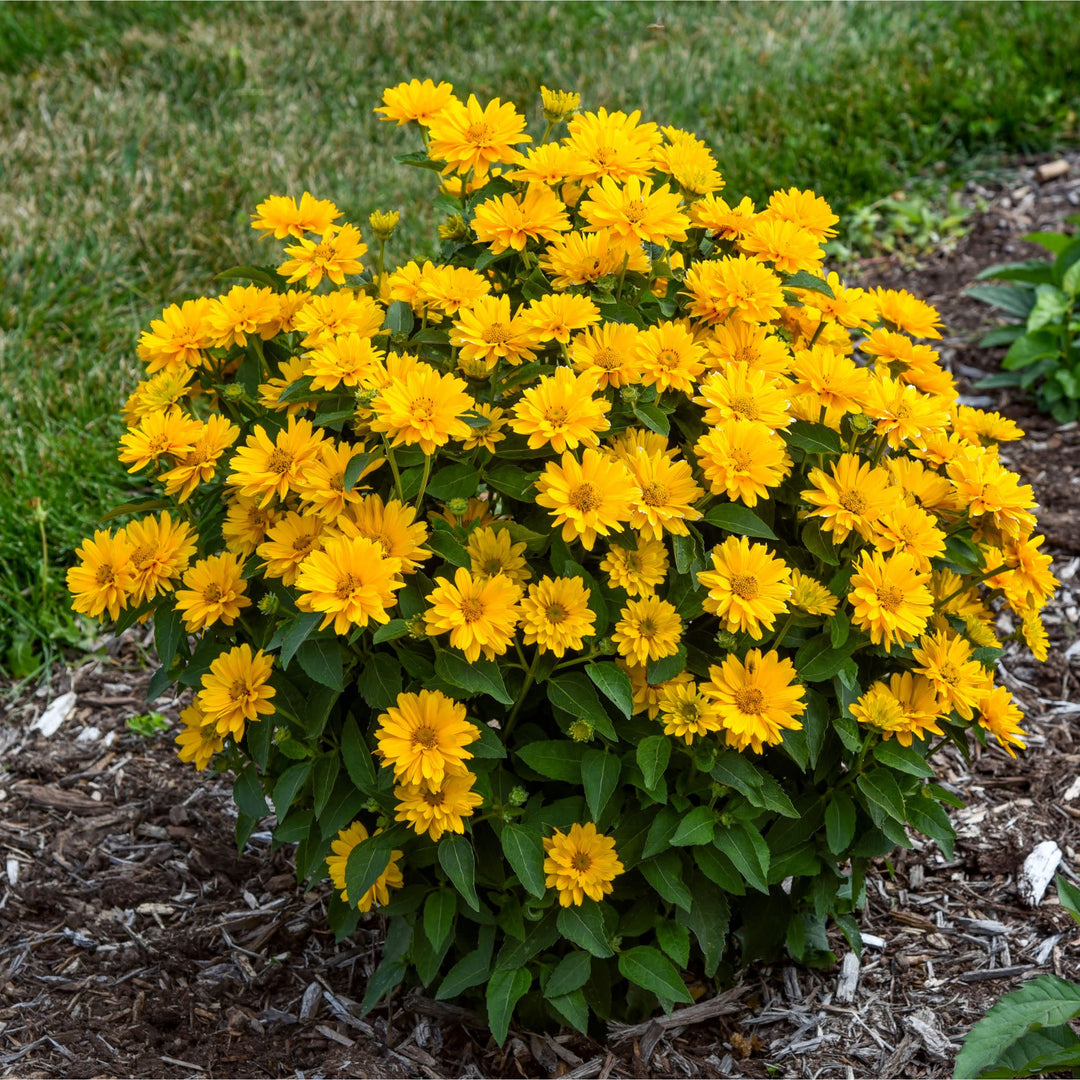 Athena Gold™ False Sunflower (Heliopsis helianthoides) | Proven Winners® New Variety 2026