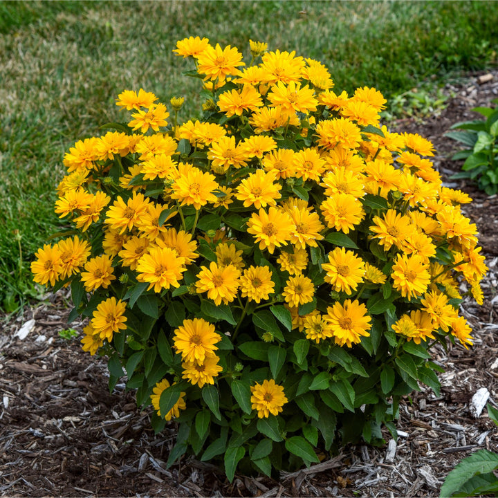 Athena Gold™ False Sunflower (Heliopsis helianthoides) | Proven Winners® New Variety 2026