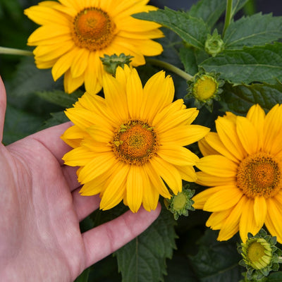 Tuscan Gold Tuscan Gold False Sunflower up close.