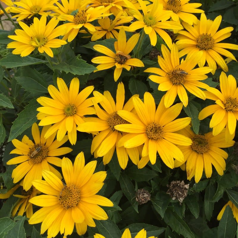 Tuscan Gold Tuscan Gold False Sunflower up close.